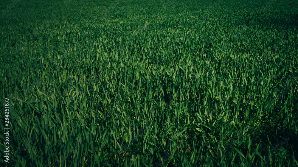 Wall mural Gorgeous deep green grass