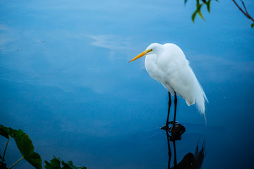 A Great White Egret in Orlando, Florida