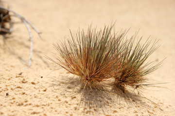 Scanty desert vegetation close-up: small tufts of hardly green grass