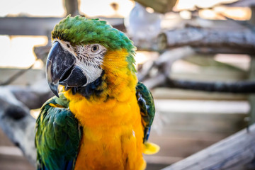 A Green and Gold Macaw in Orlando, Florida