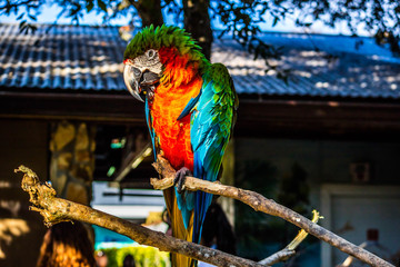 A Green and Orange Macaw in Orlando, Florida