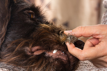 hands pull the thorns out of dog hair