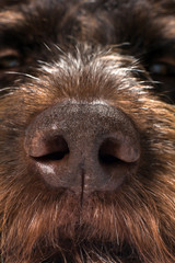 large image of the nose of a hunting dog