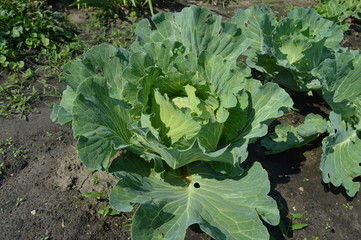 Cabbage with water drops