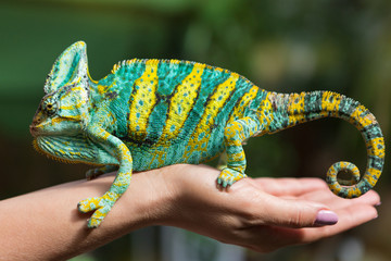 a big colorful chameleon is sitting on a female hand, on a background of greenery, an exotic animal © aneduard