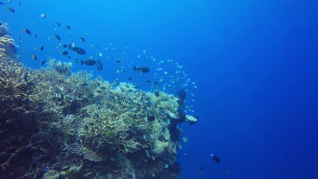 Coral reef and fish underwater in tropical Pacific Ocean 