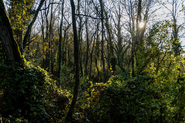Lumière dans la forêt en automne