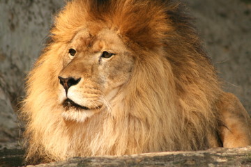 Watchful lion