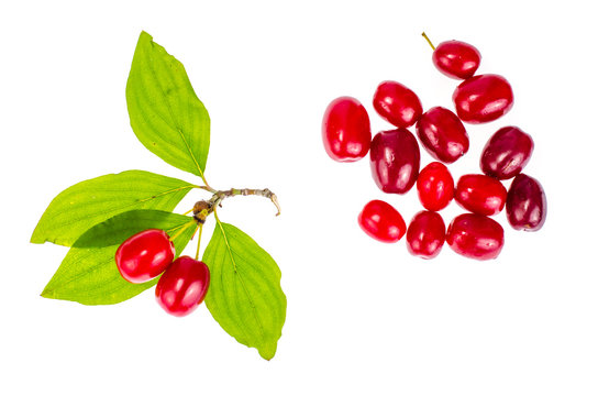 Red ripe berries of Cornus mas