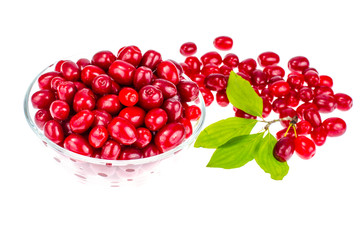 Red ripe berries of Cornus mas