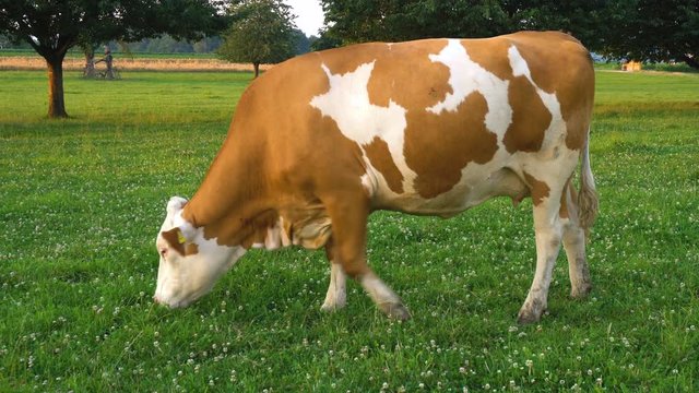 White and Brown Cow Eating Grass Outdoors