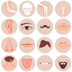 Human nose, ear, mouth mustache hair and eye neck back tongue tooth thoart clavicle lips beards knee elbow wrist set, Vector illustration