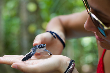 new born of turtle in the hands of a young girl