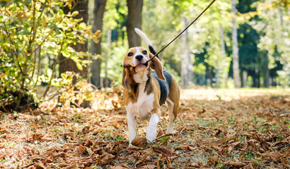 Cute beagle dog holdind his leash in sunshine autumn park