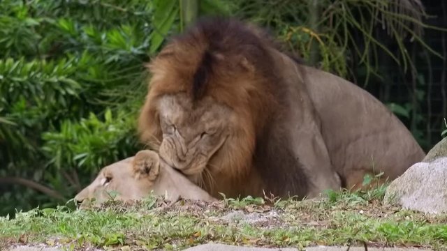 Playful lion biting and licking lioness lying on ground by scruff. Couple of gorgeous African predators during mating season. Male and female carnivorous animals in wild nature. Fauna of Africa.