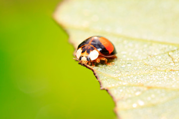 Ladybug