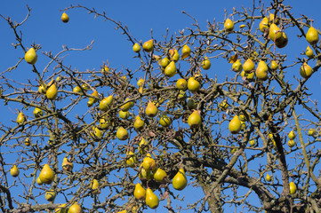 Fruit on an old tree that fell leaves in autumn. Detailed view.