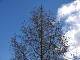 tree in winter