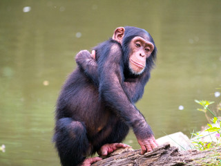 Chimpanzé