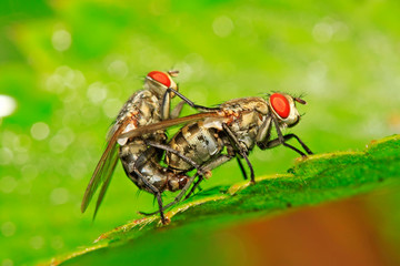 two muscidae insects mating