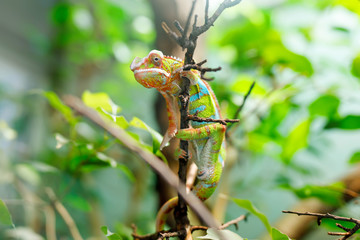 Chameleon Furcifer pardalis Ambilobe, panther chameleon jon a tree © Irina Schmidt