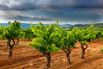 Vista de viñedos en la comarca del Penedés, provincia de Barcelona, Catalunya