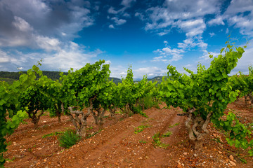 Fototapeta na wymiar Vista de viñedos en la comarca del Penedés, provincia de Barcelona, Catalunya