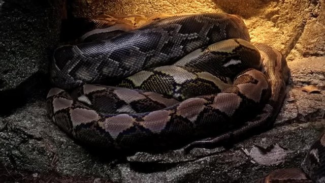 Close-up of reticulated python curled up in bundle. Beautiful large snake with patterned scaly skin resting on stone under warm light. Gorgeous reptile relaxing or sleeping on rock. Camera zooms out.