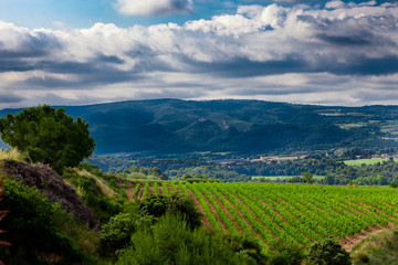 Vista de viñedos en la comarca del Penedés, provincia de Barcelona, Catalunya
