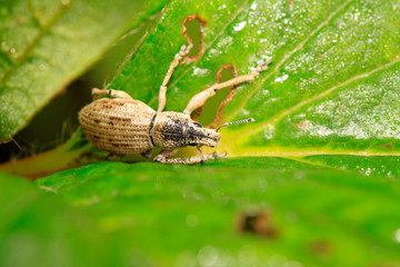 weevil, a kind of insect has a long nose