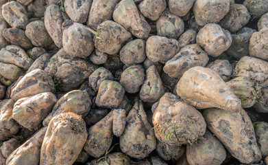 Full-screen image of harvested mature sugar beets. Sugar beet or Beta vulgaris subsp. vulgaris...
