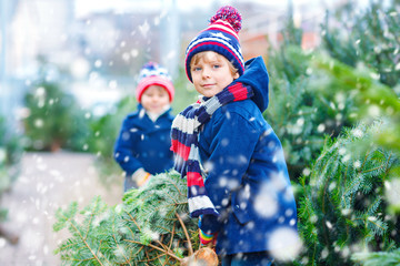 two little kid boys buying christmas tree in outdoor shop