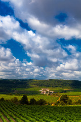Obraz premium Vista de viñedos en la comarca del Penedés, provincia de Barcelona, Catalunya
