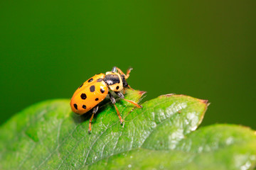 Fototapeta premium Ladybug