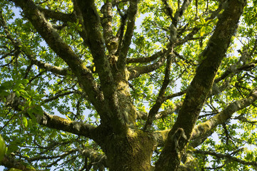Oak tree with litchen and moss in North Devon, England