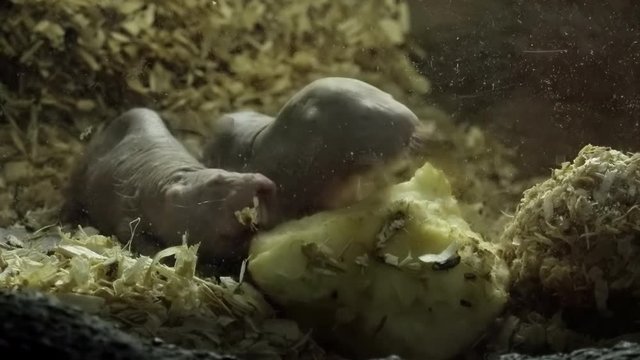 Pair of naked or desert mole rats or sand puppies gnawing piece of tuber with their sharp teeth. Two weird-looking burrowing rodents eating fruit. Small wild African underground animals feeding. 