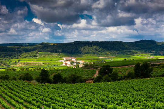 Vista de vi&ntilde;edos en la comarca del Pened&eacute;s, provincia de Barcelona, Catalunya