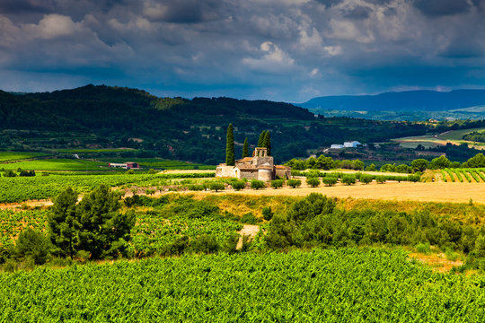 Vista de vi&ntilde;edos en la comarca del Pened&eacute;s, provincia de Barcelona, Catalunya