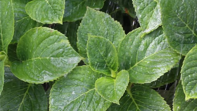 Raining on leaves of hydrangea.