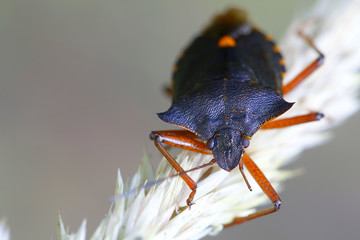 Forest bug or red-legged shieldbug, Pentatoma rufipes