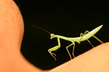 mantis perched on the leaves