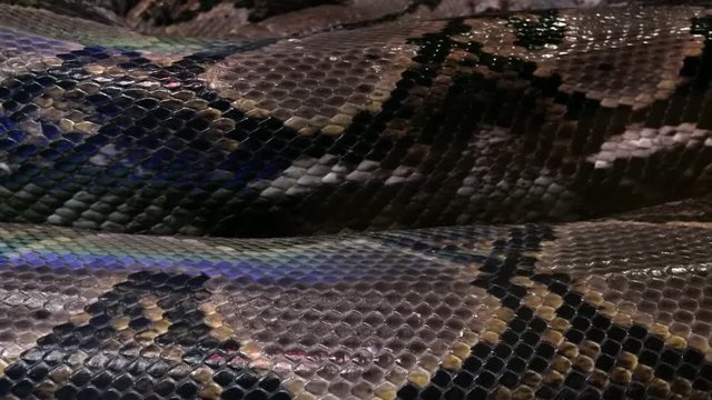 Close-up of scales of reticulated python. Texture of surface of beautiful large wild snake. Amazing complex pattern of giant reptile's scaly skin. Exotic tropical animal's body cover in details.