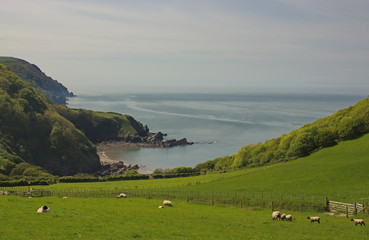 North Devon coastline on edge of Exmoor, England. With sheep in field and small beach.