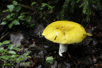 Russula claroflava, commonly known as the yellow swamp russula or yellow swamp brittlegill - obrazy, fototapety, plakaty