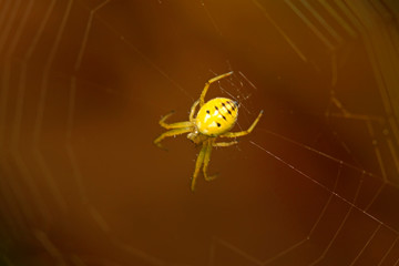 spider