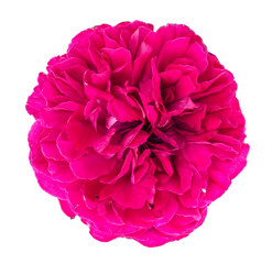 Petals and head of dark pink rose on white background