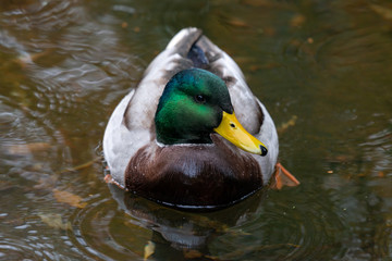 Stockente beim Schwimmen