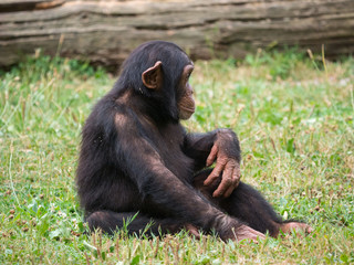 Chimpanzé