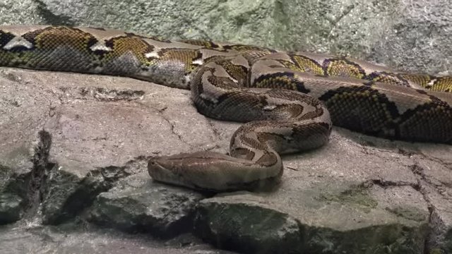 Gorgeous reticulated python basking on rocks. Giant exotic snake lying relaxed on stone. Large beautiful reptile resting on boulder. Tropical species in natural habitat or zoo. Camera zooms out. 