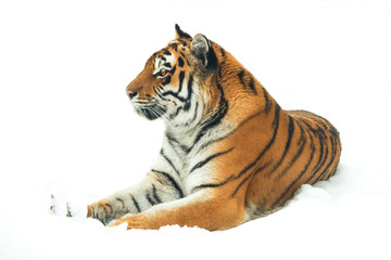 Tiger in the snow isolated